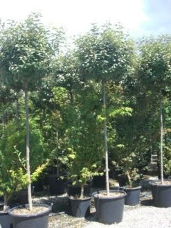 Olijfwilg Als Boom (Elaeagnus Pungens 'Maculata') -Groene Wereld 20101213140523 8