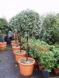 Olijfwilg Op Stam (Elaeagnus Ebbingei) -Groene Wereld 20101213141424 3