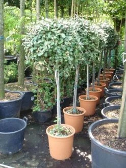 Olijfwilg Op Stam (Elaeagnus Ebbingei) -Groene Wereld 20101213141440 3 1