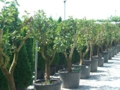 Kaki (Diospyros Kaki) -Groene Wereld 20101213150225 8