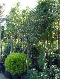 Kaki (Diospyros Kaki) -Groene Wereld 20101213150233 8