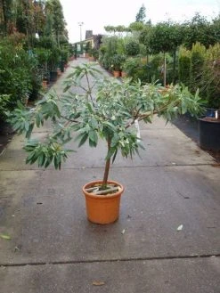 Papierstruik (Edgeworthia Chrysantha) -Groene Wereld 20101213150651 3