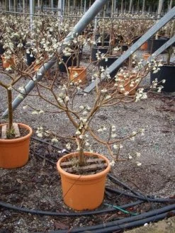 Papierstruik (Edgeworthia Chrysantha) -Groene Wereld 20101213150658 3