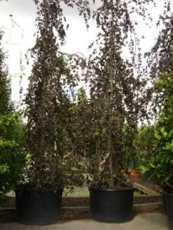 Rode Treurbeuk (Fagus Sylvatica 'Purple Fountain') -Groene Wereld 20101213170338 11