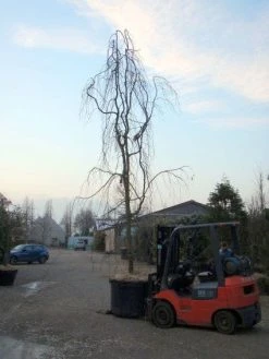 Treurbeuk (Fagus Sylvatica 'Pendula') -Groene Wereld 20101213172403 14