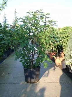 Vijg (Ficus Carica) -Groene Wereld 20101215105457 10