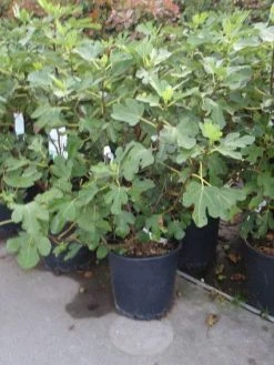 Vijg (Ficus Carica) -Groene Wereld 20101215105937 10