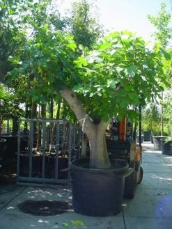 Vijg Als Solitair (Ficus Carica) -Groene Wereld 20101215111635 7