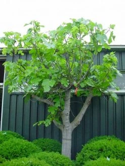 Vijg Als Solitair (Ficus Carica) -Groene Wereld 20101215111658 7