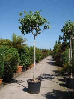 Vijgenboom (Ficus Carica) -Groene Wereld 20101215112153 7