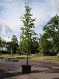Japanse Notenboom (Ginkgo Biloba) -Groene Wereld 20101215112445 10