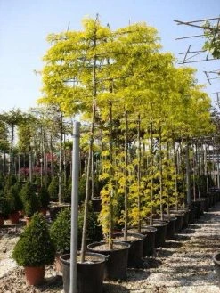 Valse Christusdoorn Als Leiboom (Gleditsia Triacanthos 'Sunburst') -Groene Wereld 20101215122235 2