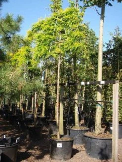 Valse Christusdoorn Als Leiboom (Gleditsia Triacanthos 'Sunburst') -Groene Wereld 20101215122249 2