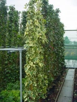 Kaukasische Klimop (Hedera Colchica 'Dentata Variegata') -Groene Wereld 20101215123326 6 1