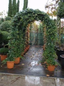 Klimop In Boogvorm (Hedera Hibernica) 9 Klimop In Boogvorm (Hedera Hibernica) -Groene Wereld 20101215125056 1 2