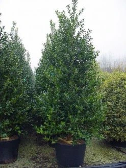 Gewone Hulst (Ilex Aquifolium) -Groene Wereld 20101215152933 12