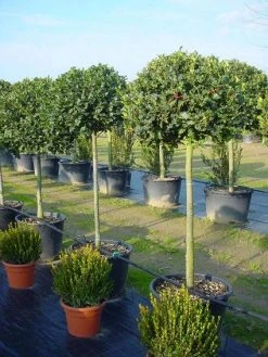 Hulst Op Stam (Ilex Aquifolium)