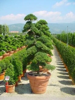 Japanse Hulst Als Bonsai (Ilex Crenata) -Groene Wereld 20101215155420 10 1