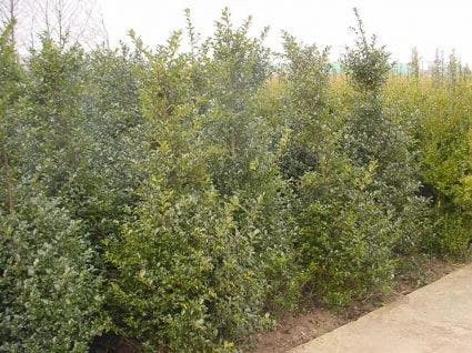 Blauwe Hulst (Ilex Meserveae 'Blue Prince') 5 Blauwe Hulst (Ilex Meserveae 'Blue Prince') - Afbeelding 3