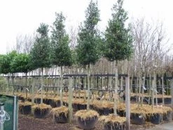 Hulst Als Boom (Ilex 'Nellie R. Stevens') -Groene Wereld 20101215170614 8