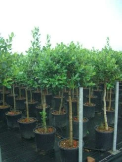 Hulst Op Stam (Ilex 'Nellie R Stevens') -Groene Wereld 20101215170902 1 1