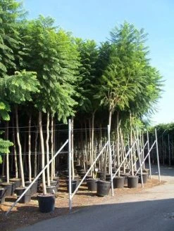 Jacaranda (Jacaranda Mimosifolia)