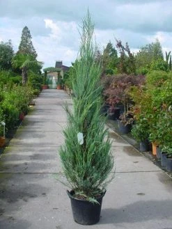 Jeneverbes (Juniperus Scopulorum 'Skyrocket') -Groene Wereld 20101216132150 6 1
