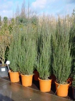 Jeneverbes (Juniperus Scopulorum 'Skyrocket') -Groene Wereld 20101216132205 6 1