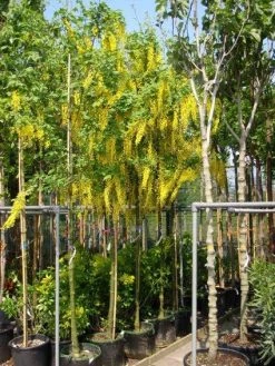 Gouden Regen Als Boom (Laburnum Watereri 'Vossii') 18 Gouden Regen Als Boom (Laburnum Watereri 'Vossii') -Groene Wereld 20101216134006 7