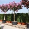 Roze Lagerstroemia Als Boom (Lagerstroemia Indica) -Groene Wereld 20101216134659 9 1
