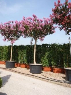 Roze Lagerstroemia Als Boom (Lagerstroemia Indica)