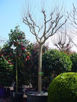 Roze Lagerstroemia Als Boom (Lagerstroemia Indica) -Groene Wereld 20101216134719 9 1