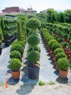 Liguster In Triobol (Ligustrum Delavayanum) -Groene Wereld 20101216162156 3