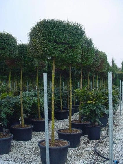 Liguster Op Stam (Ligustrum Delavayanum, Kubus) 3 Liguster Op Stam (Ligustrum Delavayanum, Kubus)