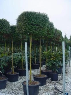 Liguster Op Stam (Ligustrum Delavayanum, Kubus)