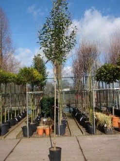 Liguster Als Boom (Ligustrum Japonicum) -Groene Wereld 20101216164919 9 1