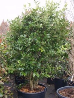 Liguster (Ligustrum Japonicum 'Texanum') -Groene Wereld 20101216165524 7