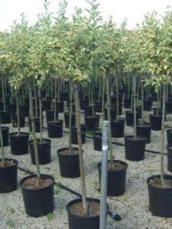 Liguster Op Stam (Ligustrum 'Excelsum Superbum')