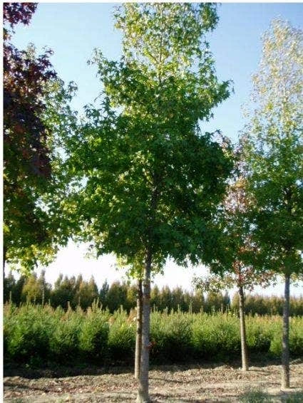 Amberboom (Liquidambar Styraciflua 'Worplesdon') 4 Amberboom (Liquidambar Styraciflua 'Worplesdon') - Afbeelding 2