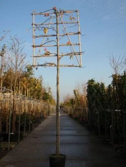 Amberboom Als Leiboom (Liquidambar Styraciflua) 17 Amberboom Als Leiboom (Liquidambar Styraciflua) -Groene Wereld 20101217124709 7 1