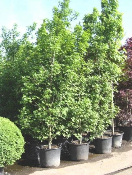 Amberboom Als Struik (Liquidambar Styraciflua 'Worplesdon') 3 Amberboom Als Struik (Liquidambar Styraciflua 'Worplesdon')