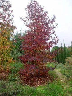 Amberboom Als Struik (Liquidambar Styraciflua) -Groene Wereld 20101217130339 7