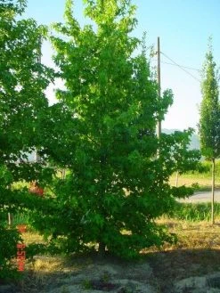 Amberboom Als Struik (Liquidambar Styraciflua) -Groene Wereld 20101217130349 7