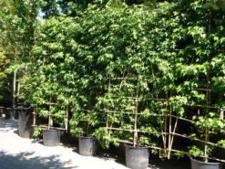 Amberboom Als Leivorm (Liquidambar Styraciflua 'Worplesdon') -Groene Wereld 20101217130845 2