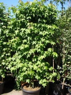 Amberboom Als Leivorm (Liquidambar Styraciflua) -Groene Wereld 20101217133819 3