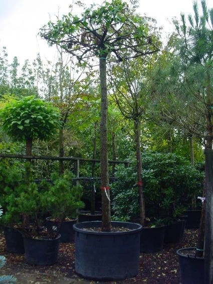 Amberboom Als Dakboom (Liquidambar Styraciflua) 3 Amberboom Als Dakboom (Liquidambar Styraciflua)