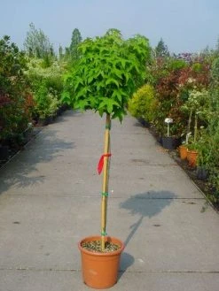 Amberboom Op Stam (Liquidambar 'Gum Ball') -Groene Wereld 20101217134440 2