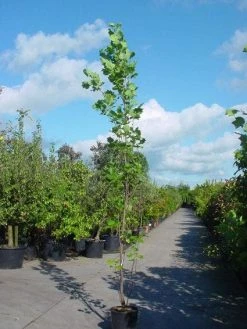 Tulpenboom (Liriodendron Tulipfera 'Fastigiata') -Groene Wereld 20101217144143 6