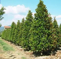 Magnolia (Magnolia Grandiflora 'Gallissoniere') -Groene Wereld 20101217150008 85 17