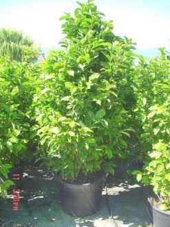 Beverboom (Magnolia Liliiflora 'Nigra') -Groene Wereld 20101217150734 13 1